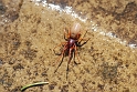 Spiders